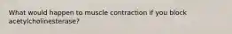 What would happen to muscle contraction if you block acetylcholinesterase?