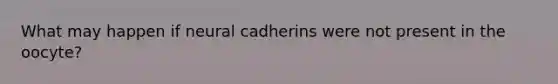 What may happen if neural cadherins were not present in the oocyte?