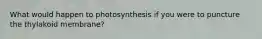 What would happen to photosynthesis if you were to puncture the thylakoid membrane?