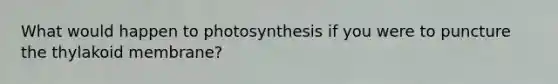 What would happen to photosynthesis if you were to puncture the thylakoid membrane?