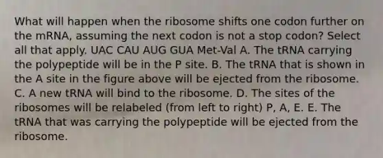 What will happen when the ribosome shifts one codon further on the mRNA, assuming the next codon is not a stop codon? Select all that apply. UAC CAU AUG GUA Met-Val A. The tRNA carrying the polypeptide will be in the P site. B. The tRNA that is shown in the A site in the figure above will be ejected from the ribosome. C. A new tRNA will bind to the ribosome. D. The sites of the ribosomes will be relabeled (from left to right) P, A, E. E. The tRNA that was carrying the polypeptide will be ejected from the ribosome.