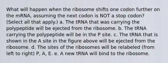 What will happen when the ribosome shifts one codon further on the mRNA, assuming the next codon is NOT a stop codon? (Select all that apply.) a. The tRNA that was carrying the polypeptide will be ejected from the ribosome. b. The tRNA carrying the polypeptide will be in the P site. c. The tRNA that is shown in the A site in the figure above will be ejected from the ribosome. d. The sites of the ribosomes will be relabeled (from left to right) P, A, E. e. A new tRNA will bind to the ribosome.