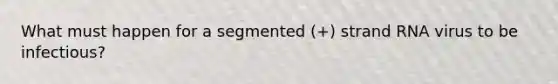 What must happen for a segmented (+) strand RNA virus to be infectious?