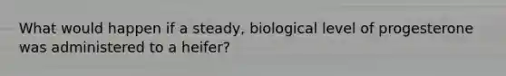 What would happen if a steady, biological level of progesterone was administered to a heifer?