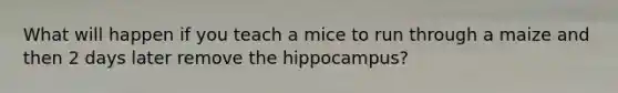 What will happen if you teach a mice to run through a maize and then 2 days later remove the hippocampus?