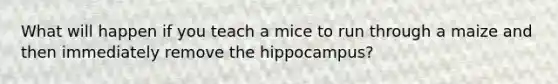 What will happen if you teach a mice to run through a maize and then immediately remove the hippocampus?