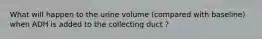 What will happen to the urine volume (compared with baseline) when ADH is added to the collecting duct ?