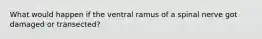 What would happen if the ventral ramus of a spinal nerve got damaged or transected?