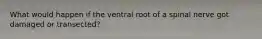 What would happen if the ventral root of a spinal nerve got damaged or transected?
