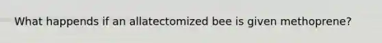 What happends if an allatectomized bee is given methoprene?