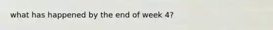 what has happened by the end of week 4?