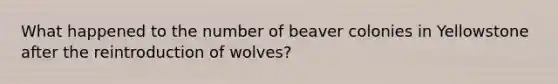 What happened to the number of beaver colonies in Yellowstone after the reintroduction of wolves?