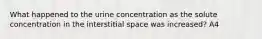 What happened to the urine concentration as the solute concentration in the interstitial space was increased? A4