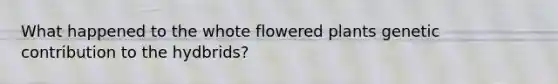 What happened to the whote flowered plants genetic contribution to the hydbrids?