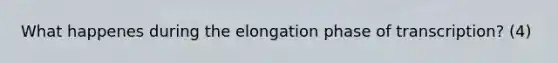 What happenes during the elongation phase of transcription? (4)