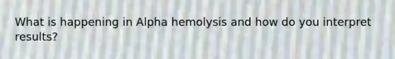 What is happening in Alpha hemolysis and how do you interpret results?