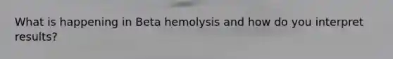 What is happening in Beta hemolysis and how do you interpret results?