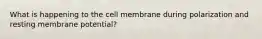 What is happening to the cell membrane during polarization and resting membrane potential?