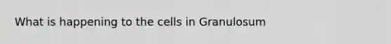 What is happening to the cells in Granulosum