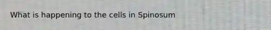 What is happening to the cells in Spinosum