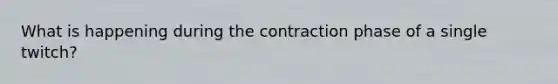 What is happening during the contraction phase of a single twitch?