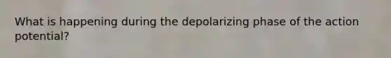 What is happening during the depolarizing phase of the action potential?