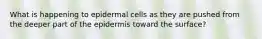 What is happening to epidermal cells as they are pushed from the deeper part of the epidermis toward the surface?