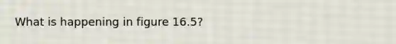 What is happening in figure 16.5?