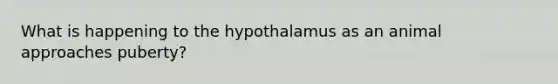 What is happening to the hypothalamus as an animal approaches puberty?