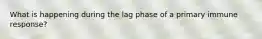 What is happening during the lag phase of a primary immune response?