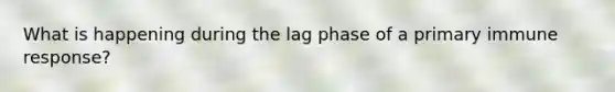 What is happening during the lag phase of a primary immune response?