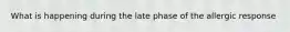 What is happening during the late phase of the allergic response