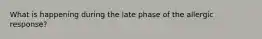 What is happening during the late phase of the allergic response?