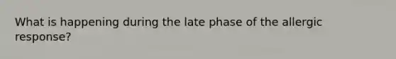 What is happening during the late phase of the allergic response?