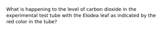 What is happening to the level of carbon dioxide in the experimental test tube with the Elodea leaf as indicated by the red color in the tube?