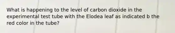 What is happening to the level of carbon dioxide in the experimental test tube with the Elodea leaf as indicated b the red color in the tube?