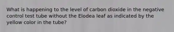 What is happening to the level of carbon dioxide in the negative control test tube without the Elodea leaf as indicated by the yellow color in the tube?