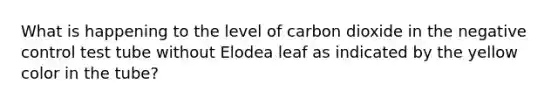 What is happening to the level of carbon dioxide in the negative control test tube without Elodea leaf as indicated by the yellow color in the tube?