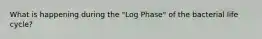 What is happening during the "Log Phase" of the bacterial life cycle?