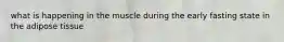 what is happening in the muscle during the early fasting state in the adipose tissue