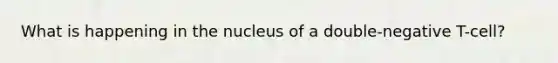 What is happening in the nucleus of a double-negative T-cell?