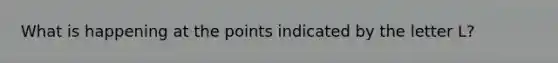 What is happening at the points indicated by the letter L?