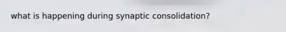 what is happening during synaptic consolidation?