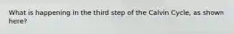 What is happening in the third step of the Calvin Cycle, as shown here?