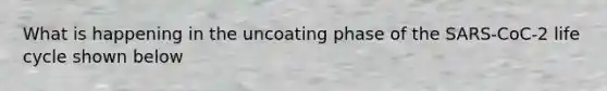 What is happening in the uncoating phase of the SARS-CoC-2 life cycle shown below
