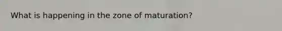 What is happening in the zone of maturation?