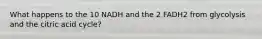 What happens to the 10 NADH and the 2 FADH2 from glycolysis and the citric acid cycle?