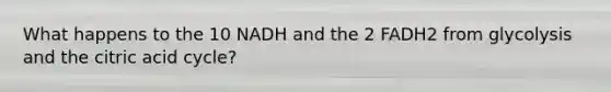 What happens to the 10 NADH and the 2 FADH2 from glycolysis and the citric acid cycle?