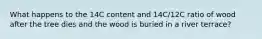 What happens to the 14C content and 14C/12C ratio of wood after the tree dies and the wood is buried in a river terrace?