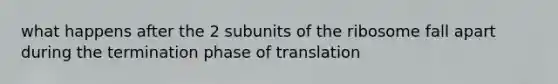 what happens after the 2 subunits of the ribosome fall apart during the termination phase of translation